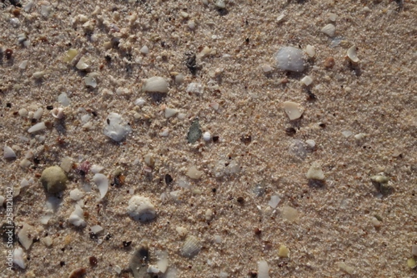 Fototapeta 砂浜の砂と貝殻（モンキーマイア・シャークベイ・西オーストラリア）
