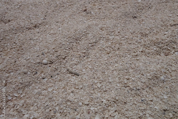 Fototapeta 貝殻でできた砂浜の砂（ハメリンプール・西オーストラリア）