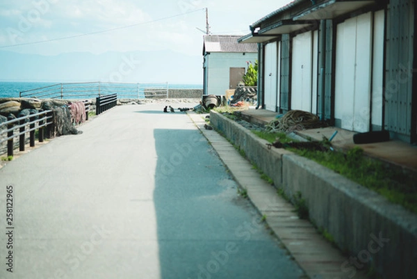 Fototapeta 港町の猫