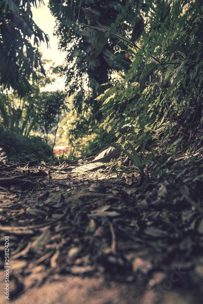 Obraz sunset in the forest