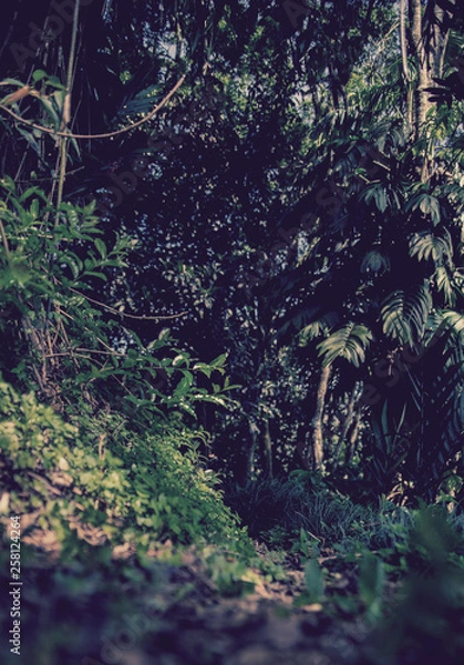 Obraz tree in forest