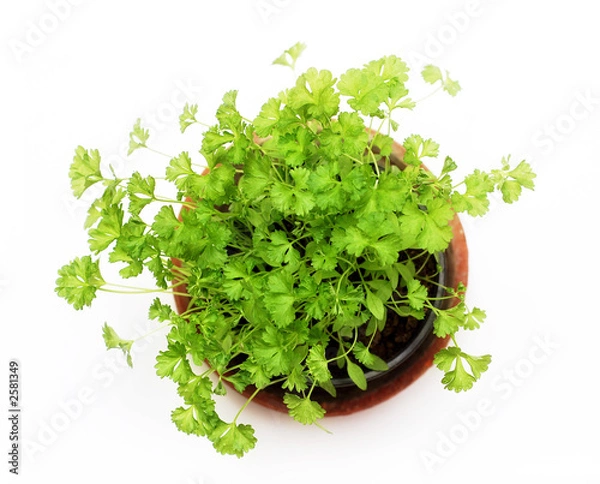 Obraz green herb