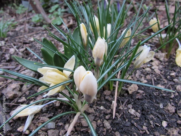 Obraz white crocus in the snow