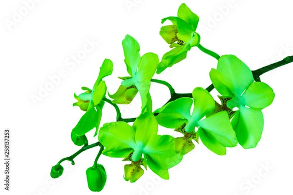 Fototapeta blooming twig of trendy color UFO green orchid, phalaenopsis is isolated on background, make up