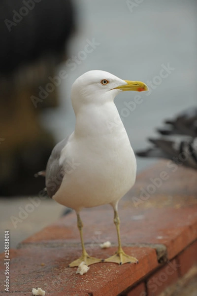 Obraz Seagulls in İstanbul