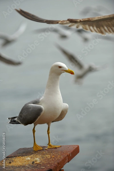 Obraz Seagulls in İstanbul