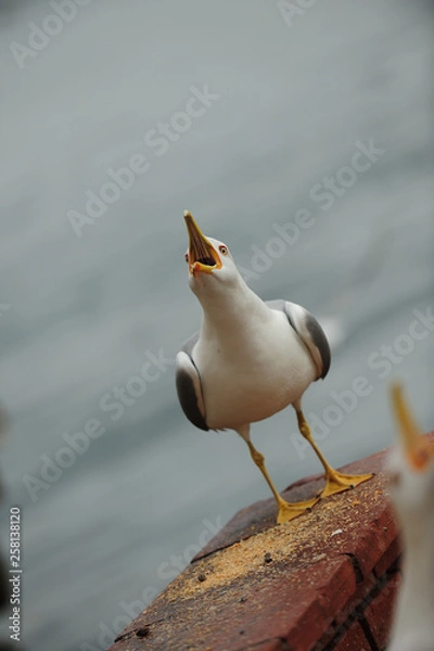 Obraz Seagulls in İstanbul