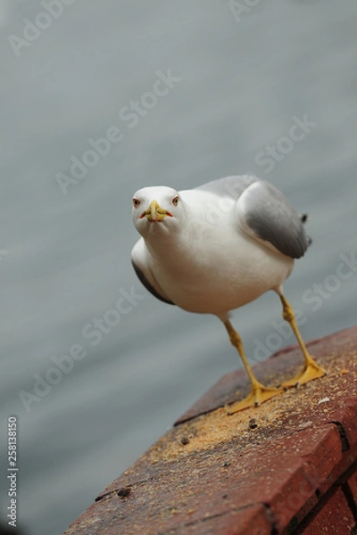 Obraz Seagulls in İstanbul