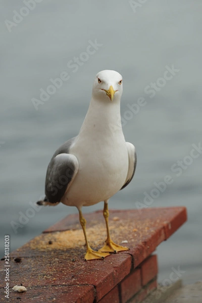 Obraz Seagulls in İstanbul