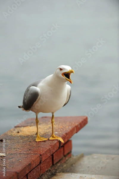 Obraz Seagulls in İstanbul