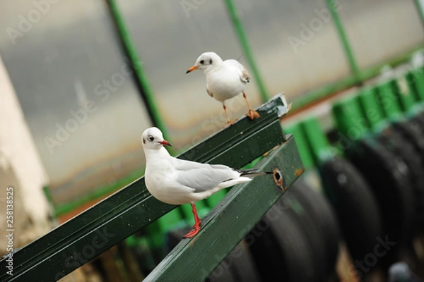 Obraz Seagulls in İstanbul