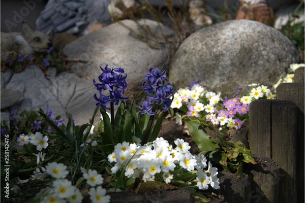 Fototapeta Gartenblumen  Steingarten