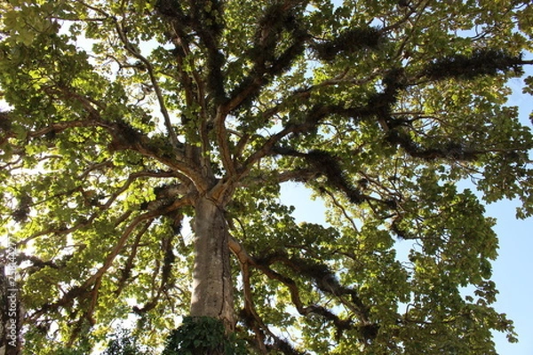 Fototapeta tree in forest
