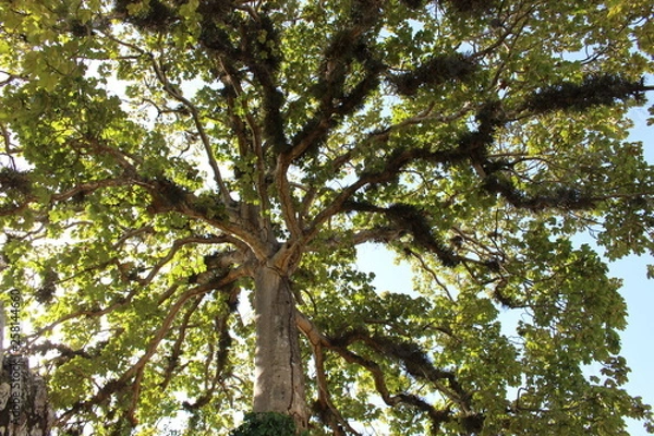 Fototapeta tree and sky