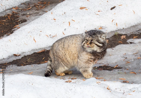 Fototapeta Manul, or Pallas cat, or wild cat. Manul (Pallas cat) is a wild cat that lives in Central and Central Asia.