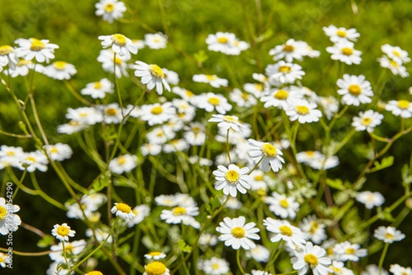 Fototapeta Bauerngarten