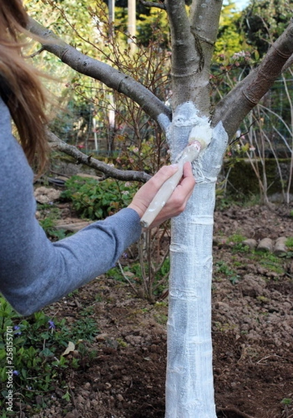 Fototapeta Le chaulage des arbres