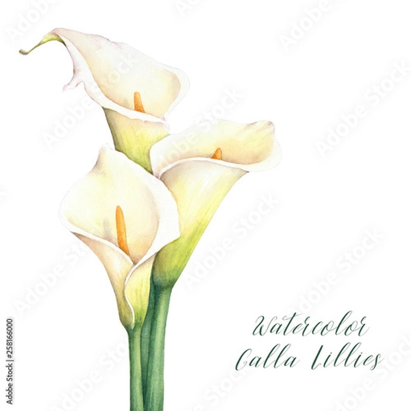 Fototapeta Akwarela lillies calla. Ilustracja na białym tle ręcznie rysowane. Elegancki bukiet kwiatów.