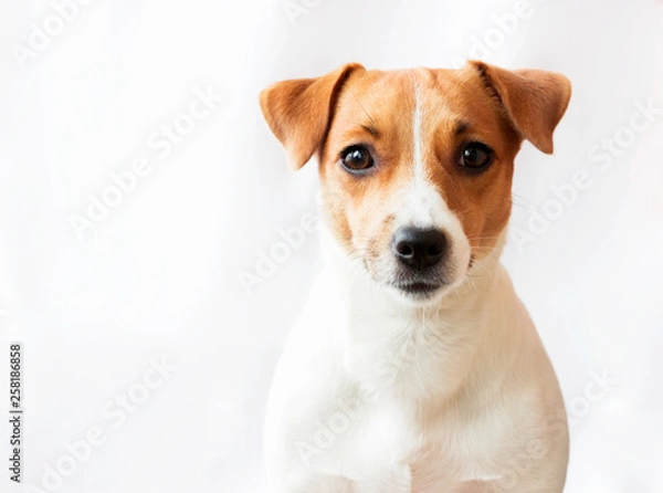 Obraz Dog on white background