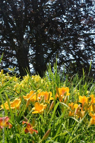 Fototapeta Field of Tiger Lilys