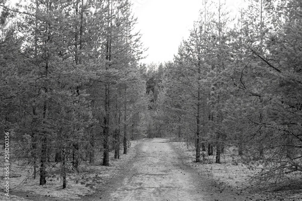 Fototapeta A path in the forest with white moss in black and white