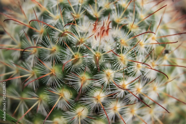 Fototapeta Cactus