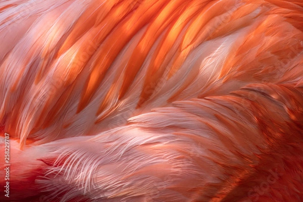 Fototapeta Abstrakcyjne pióra różowego flaminga, zdjęcie makro zasobu graficznego - piękny tropikalny ptak z jasnymi piórami, widok makro pokazujący niesamowite szczegóły piór. Ptak brodzący z rodziny Phoenicopteridae.