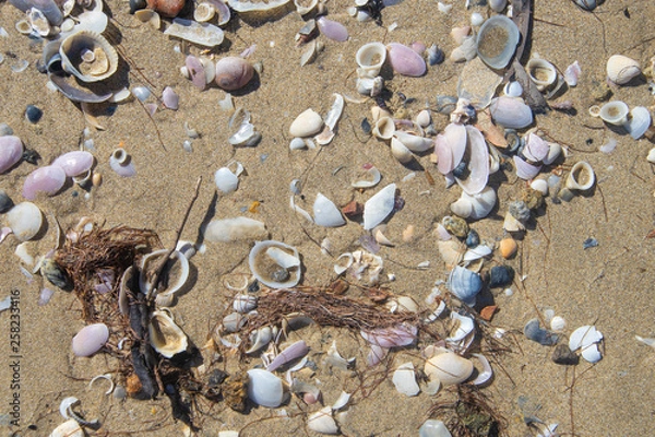 Fototapeta Sea shells scattered along a sandy beach