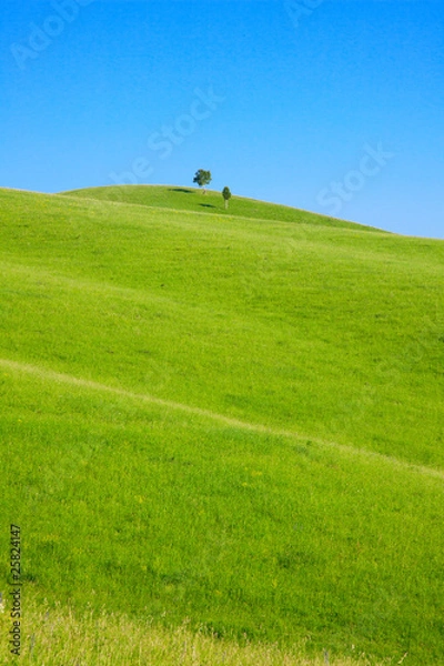 Obraz single tree stands on the hill