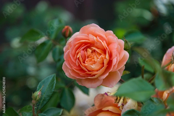 Obraz Rose flowers