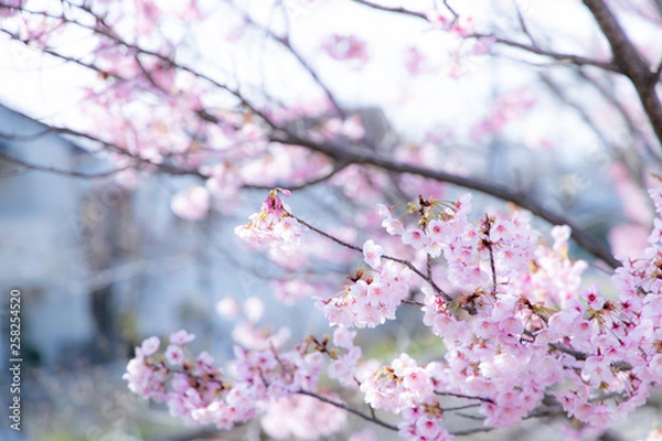 Fototapeta 線路沿いの桜