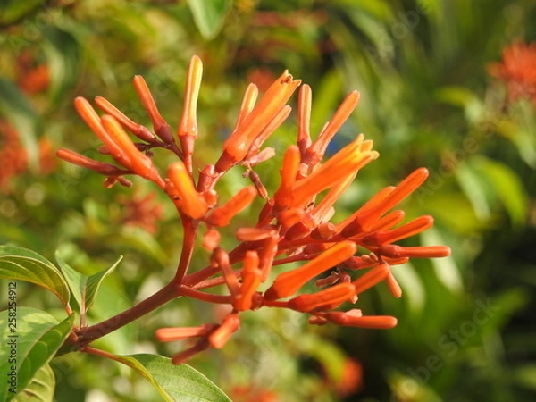 Obraz Hamelia flowers