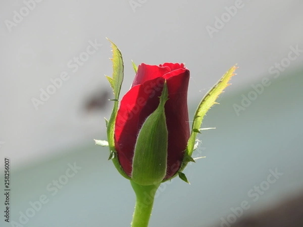 Obraz Rose bud
