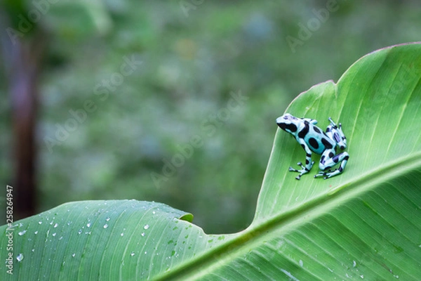 Fototapeta Green and black poison dart frog (Dendrobates auratus) on a banana leaf in Costa Rica.