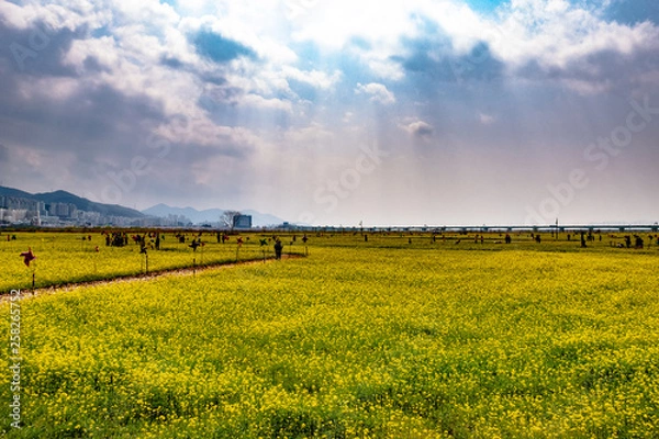 Obraz 유채꽃밭