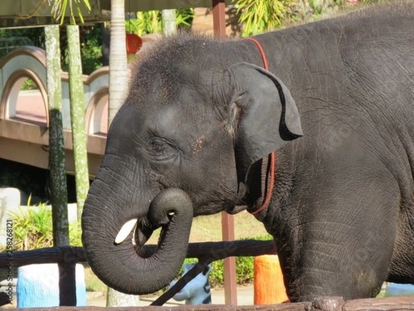 Obraz elephant