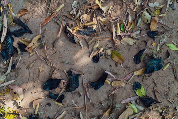Fototapeta Multiple color of dry leaves