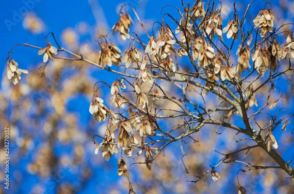 Fototapeta Dried light brown maple spouts hanging from a branch against the blue sky in early spring
