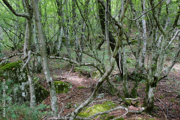 Fototapeta Dense Forest next to the Pozar Thermal Baths Aridaia Greece