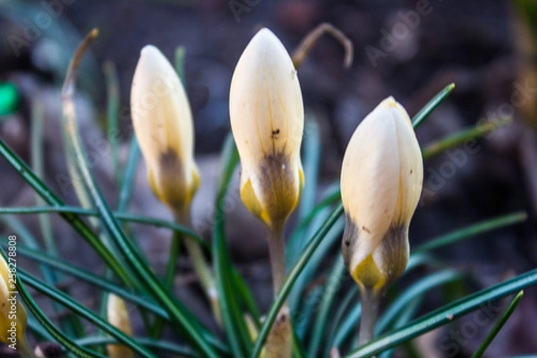 Fototapeta Приход весны