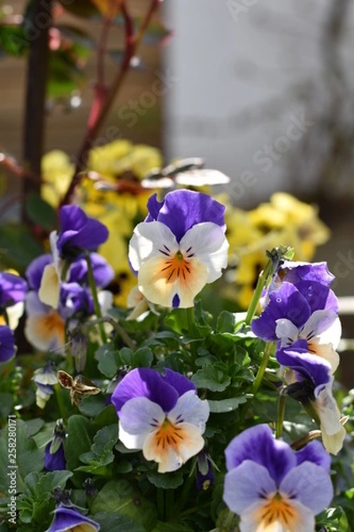 Obraz Stiefmütterchen