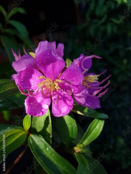 Obraz pink flower