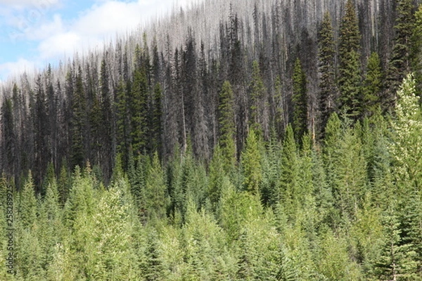 Obraz degradé de foret