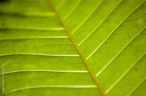 Fototapeta Leaf, Cerrado, Brazil