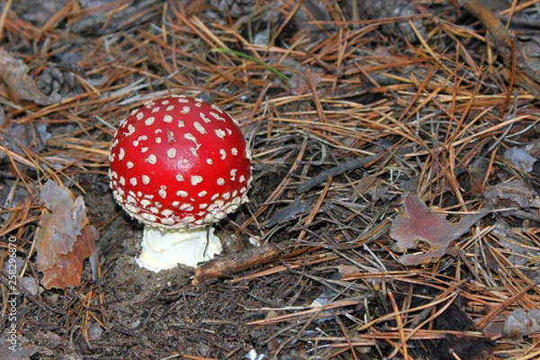 Obraz fly agaric mushroom in the forest