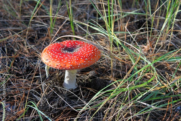 Obraz fly agaric mushroom in the forest
