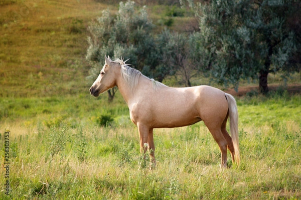 Obraz horse