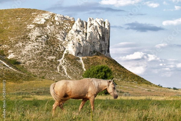 Obraz mountain cliff horse