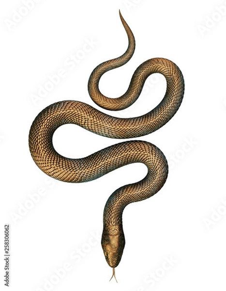 Obraz Bronze Snake isolated on White Background. 3D illustration