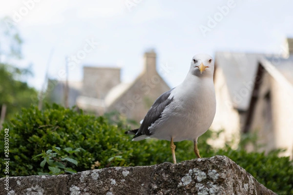 Obraz seagull on wall